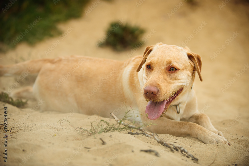 Yellow Labrador Retriever dog outdoor portrait lying down in sand Yellow Labrador Retriever dog outdoor portrait lying down in sand