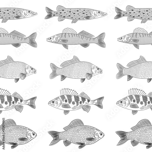 Popular river fish. The fish are drawn parallel to each other. Pike, pike perch, crucian carp, carp, perch. Sketch, pattern, vector illustration.