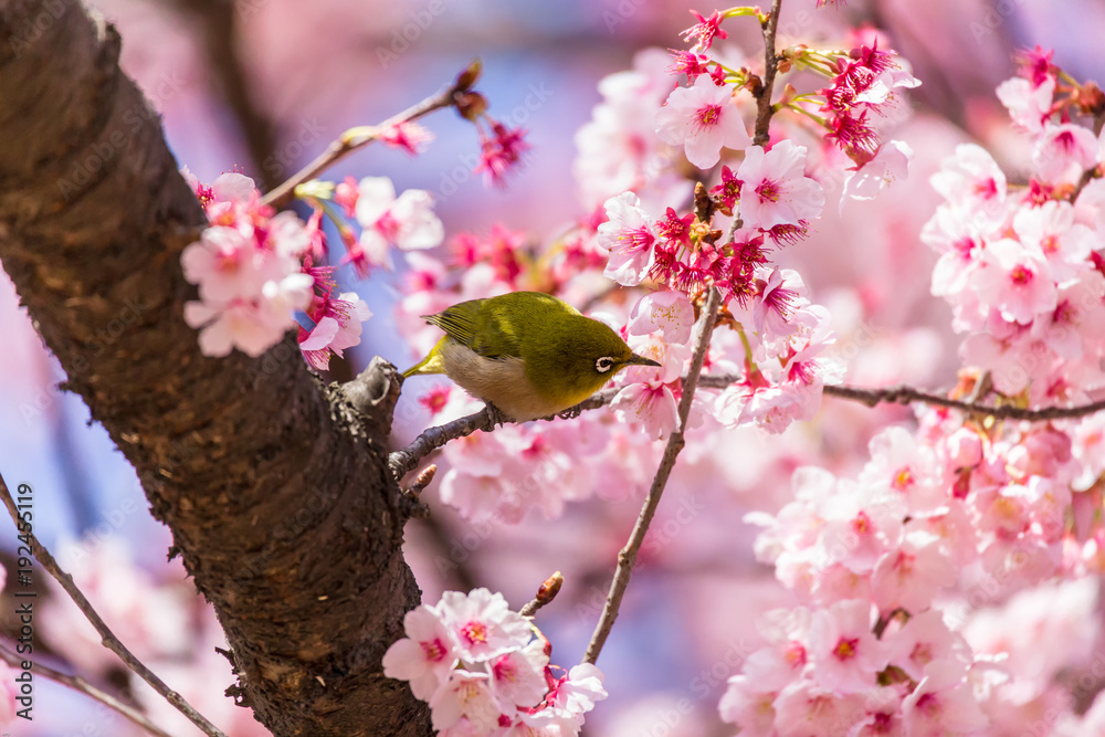 The Japanese White-eye.The background is cherry blossoms(Japanese name is Kanzakura). Located in Tokyo Prefecture Japan. The Japanese White-eye.The background is cherry blossoms(Japanese name is Kanzakura). Located in Tokyo Prefecture Japan.