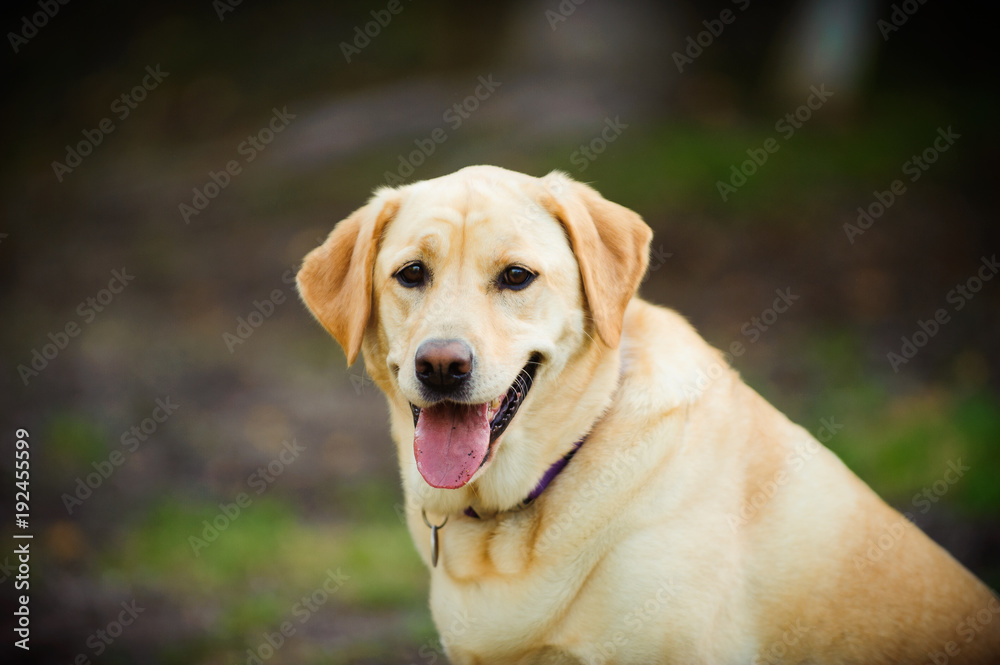 are labrador retrievers outdoor dogs