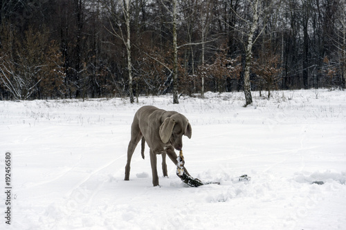 happy weimaraner dog running with a stick in his mouth