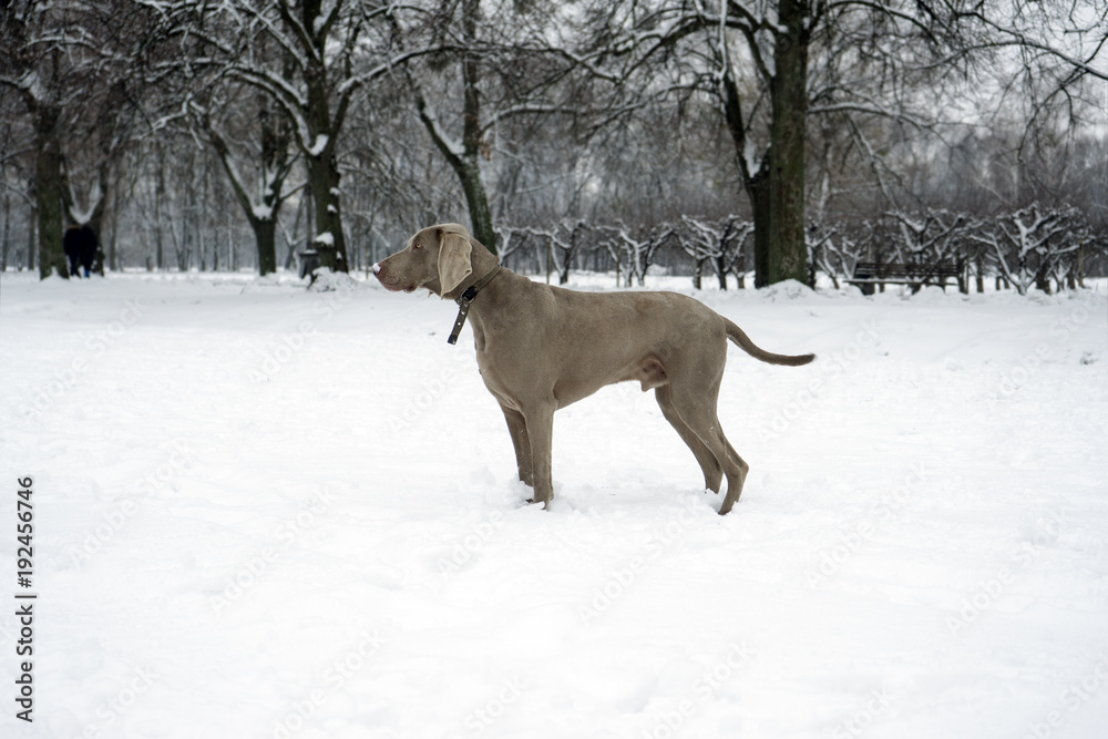 Weimaraner dog standing in the snow Weimaraner dog standing in the snow