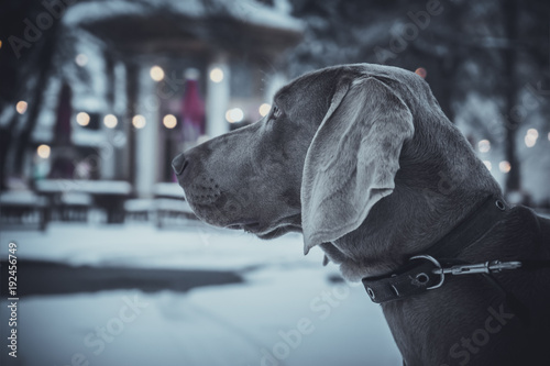weimaraner dog stay on the winter street in the evening