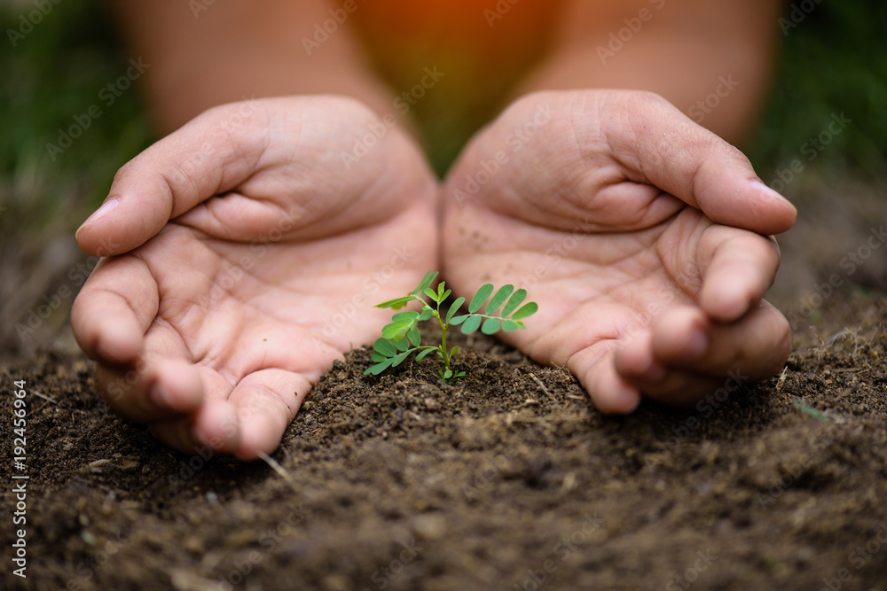 Top view of young tree with soil in background. Earth Day concept. Top view of young tree with soil in background. Earth Day concept.