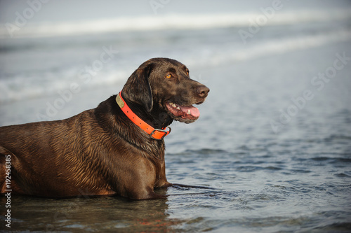 Chocolate Labrador Retriever outdoor portrait lying down in water