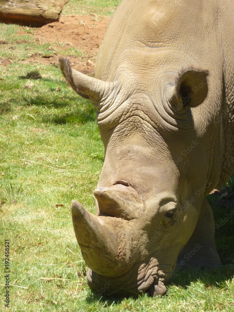 Fototapeta premium rhino 
