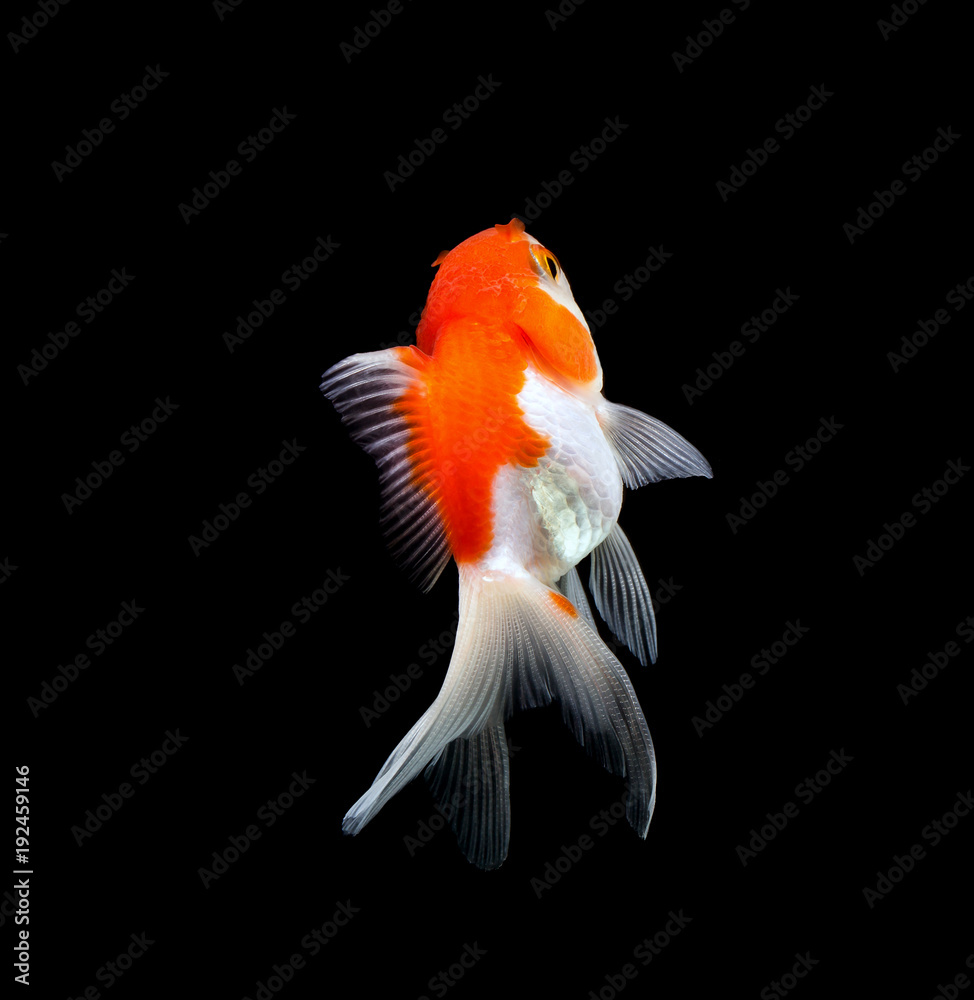 Naklejka premium Goldfish isolated on black background