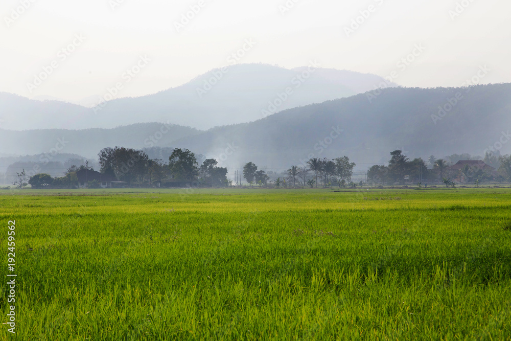 Rice field in northern Thailand