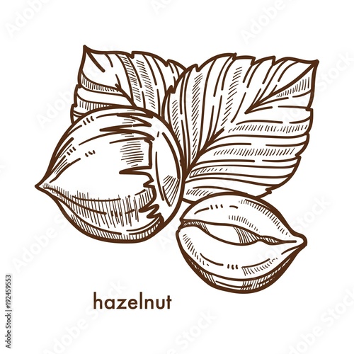 Whole healthy tasty ripe hazelnut with big leaves