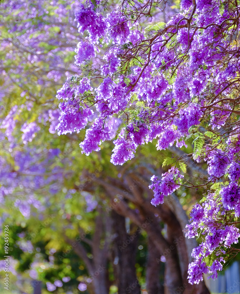 Jacaranda flowers illuminated by the morning sun in the Redlands, Brisbane Jacaranda flowers illuminated by the morning sun in the Redlands, Brisbane