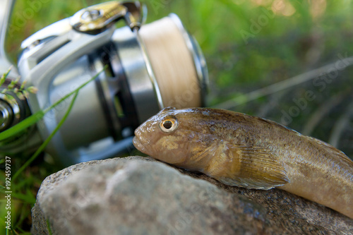 Close up view of freshwater bullhead fish or round goby fish just taken from the water on gray stone background and fishing rod with reel..