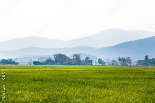 Rice field in northern Thailand © Dusadeephan Phajee