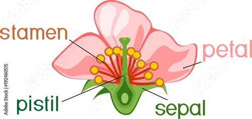 Parts of flower with titles. Cross section of typical angiosperm flower