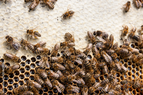 Busy bees, close up view of the working bees on honeycomb. .