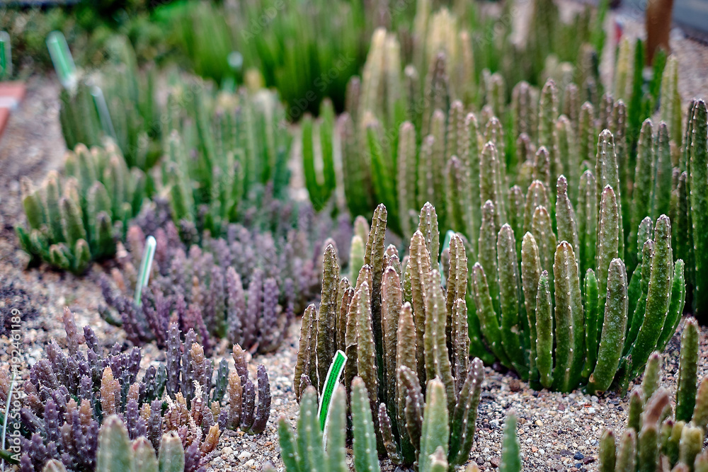 Tiny little green cactus bushes on the rocky ground Tiny little green cactus bushes on the rocky ground