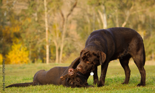 Two young Chocolate Labrador Retriever dogs outdoor portrait playing in nature