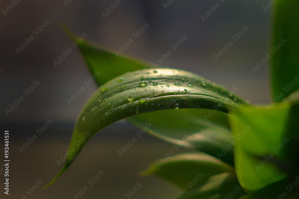 green leaf and water drop close up. green leaf and water drop close up.