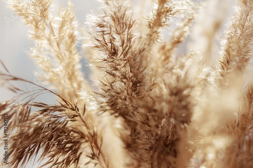 Fototapeta Naklejka Na Ścianę i Meble -  close up of dry reed grass golden flower, selective focuse