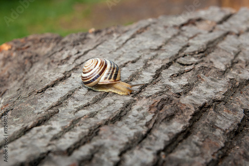 Small vivid Burgundy snail (Helix, Roman snail, edible snail, escargot) crawling on the trunk of old aspen tree. .
