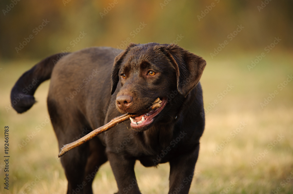 Chocolate Labrador Retriever dog chewing on a stick Chocolate Labrador Retriever dog chewing on a stick