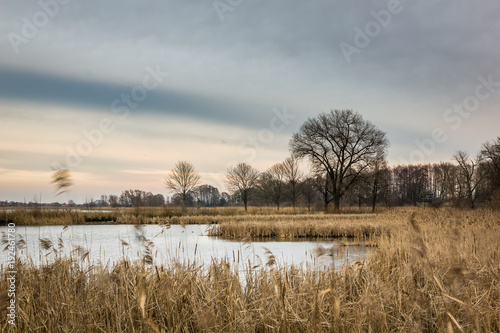 Landscape with pond, tree and reeds plant