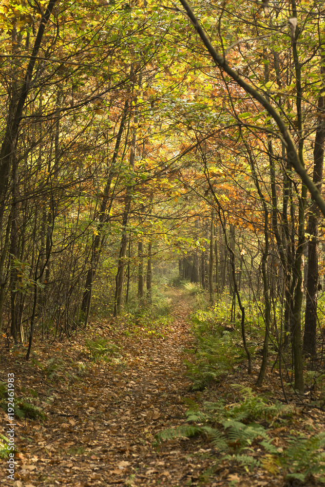 Obraz premium Autumnal landscape
