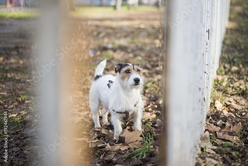 dog in park