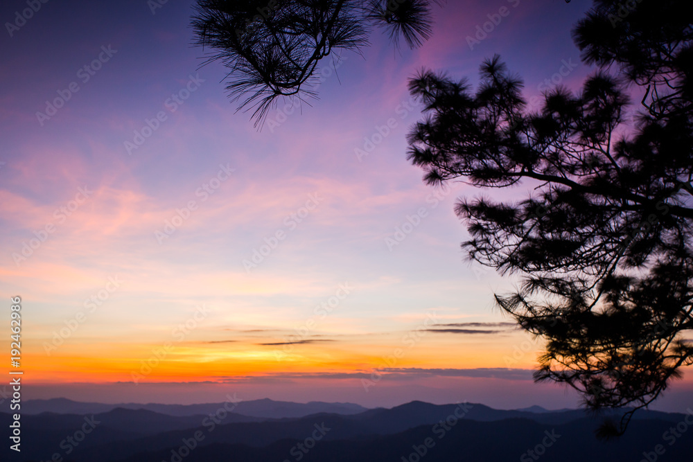 Fototapeta premium Big tree silhouette sunset sky background