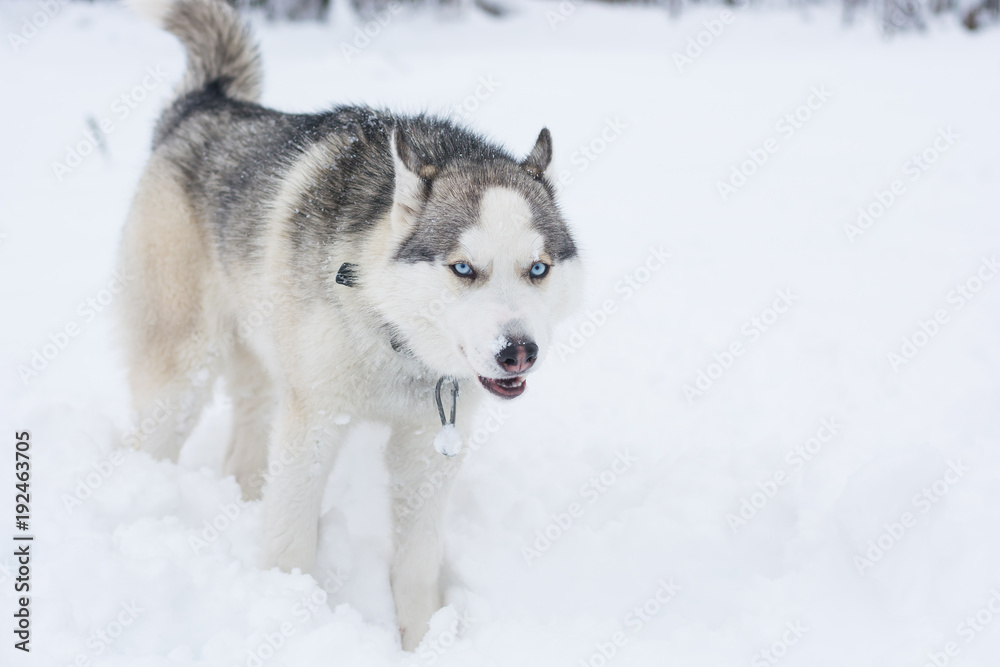 A dog of husky breed runs through the snow
