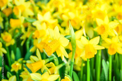 Fototapeta Naklejka Na Ścianę i Meble -  Field of yellow daffodils