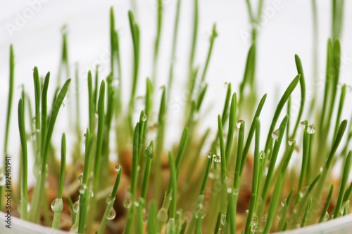 young sprouts of oats sprouted for cats in the winter to improve digestion and as a source of vitamins and enzymes. green grass with drops of dew. © wolfness72