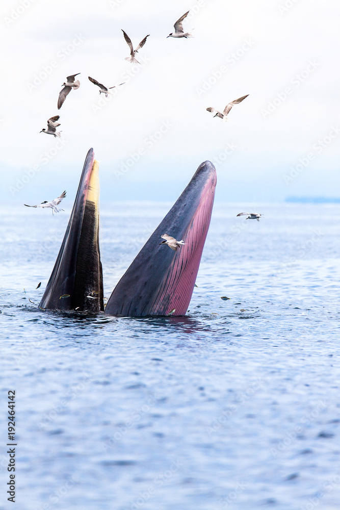 Naklejka premium Bryde's whale, Eden's whale, Eating fish at gulf of Thailand.