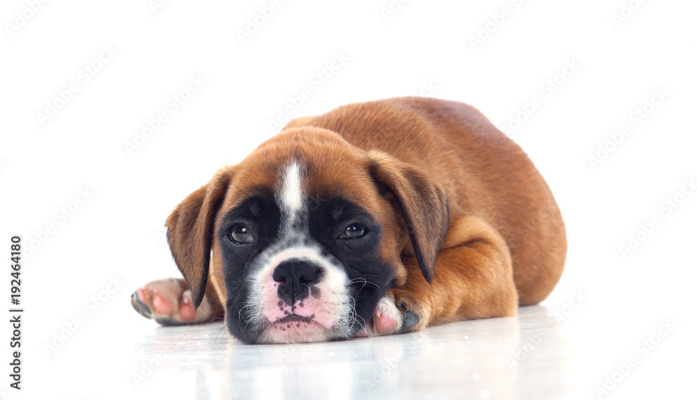 Adorable puppy lying on the floor