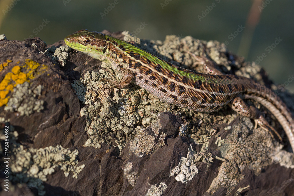 Closeup of a beautiful green lizard with brown spots standing on a rock