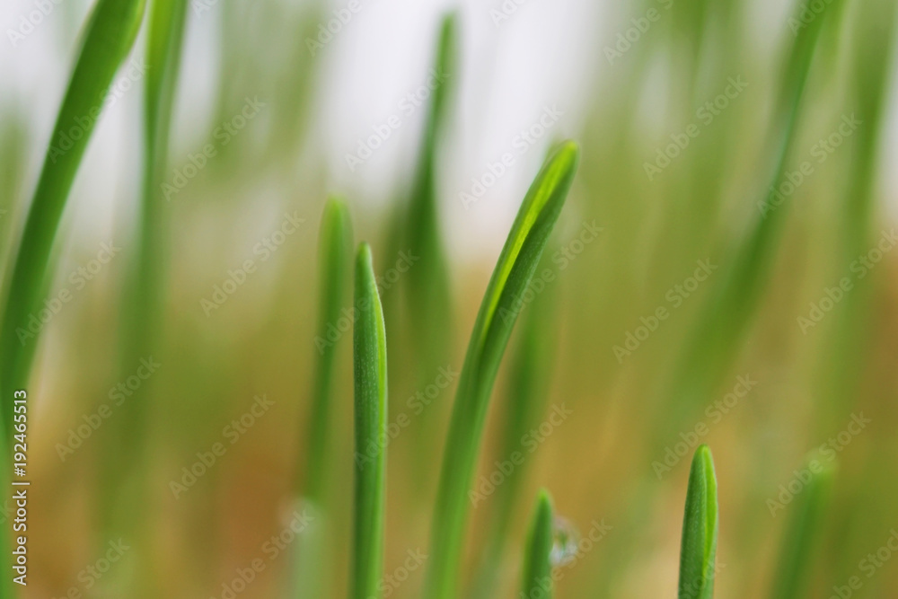 young sprouts of oats sprouted for cats in the winter to improve digestion and as a source of vitamins and enzymes. green grass with drops of dew. young sprouts of oats sprouted for cats in the winter to improve digestion and as a source of vitamins and enzymes. green grass with drops of dew.
