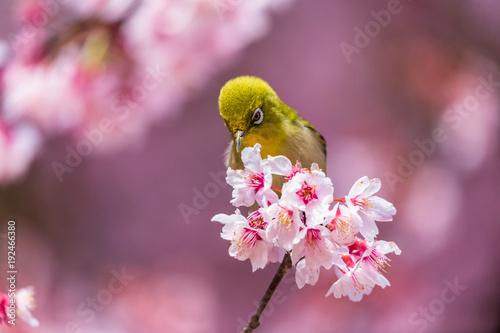 The Japanese White-eye.The background is cherry blossoms(Japanese name is Kanzakura). Located in Tokyo Prefecture Japan.