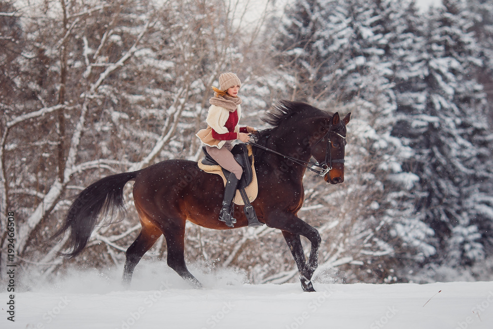 Obraz premium Close-up of horse with rider is walking around field in winter forest. Walking through farm, grazing animals