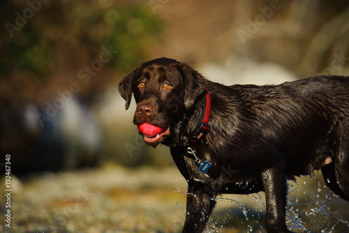 Chocolate Labrador Retriever dog outdoor portrait holding pink ball