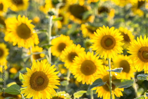 Beautiful Sunflowers  closeup