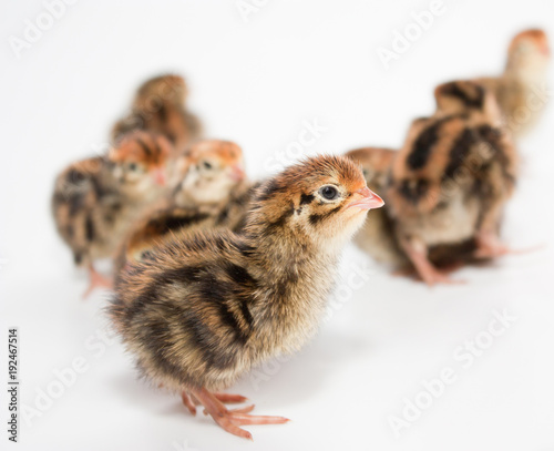 Some baby quail on a white background. On the sharpness front