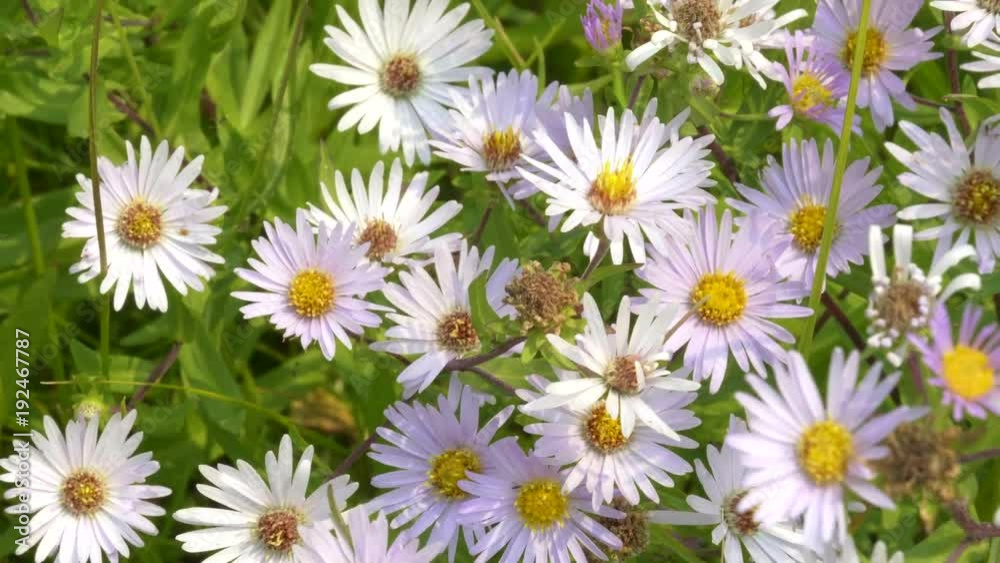 close up pan of fleabane flowers at trout lake in yellowstone national park, usa close up pan of fleabane flowers at trout lake in yellowstone national park, usa