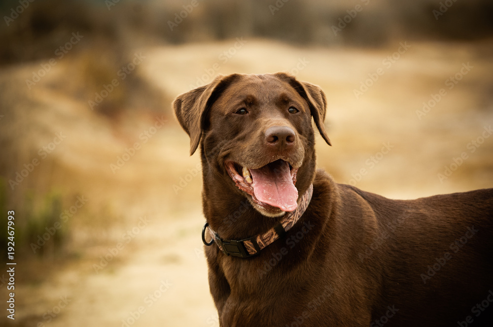 Chocolate Labrador Retriever dog outdoor portrait in natural environment