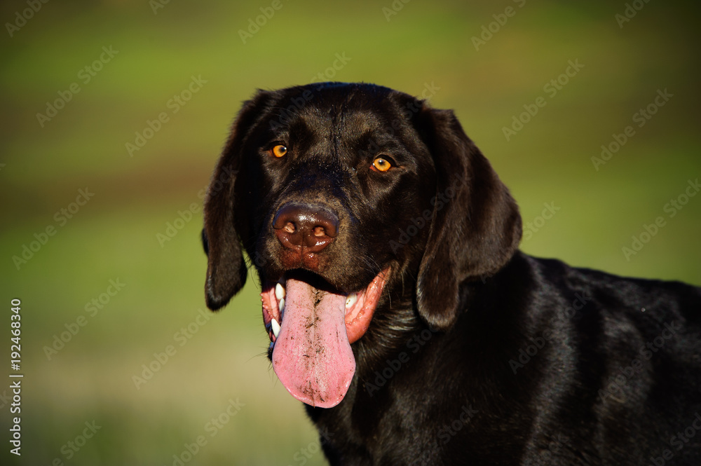 Chocolate Labrador Retriever dog outdoor portrait
