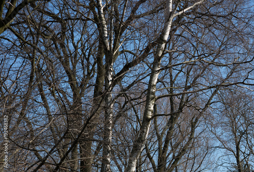 Background of bare trees and twigs