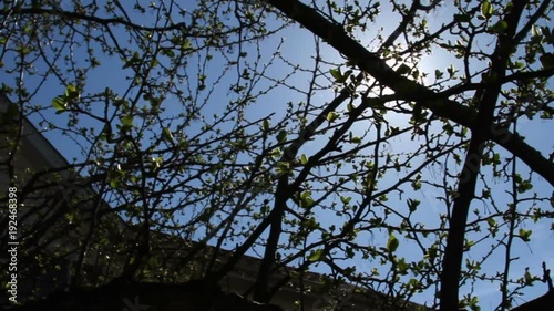 Tree Growning New Leaves, Spring is Here photo