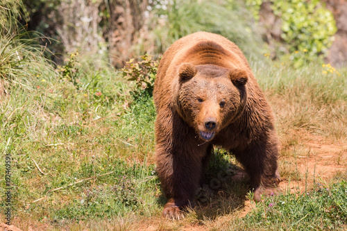 oso pardo