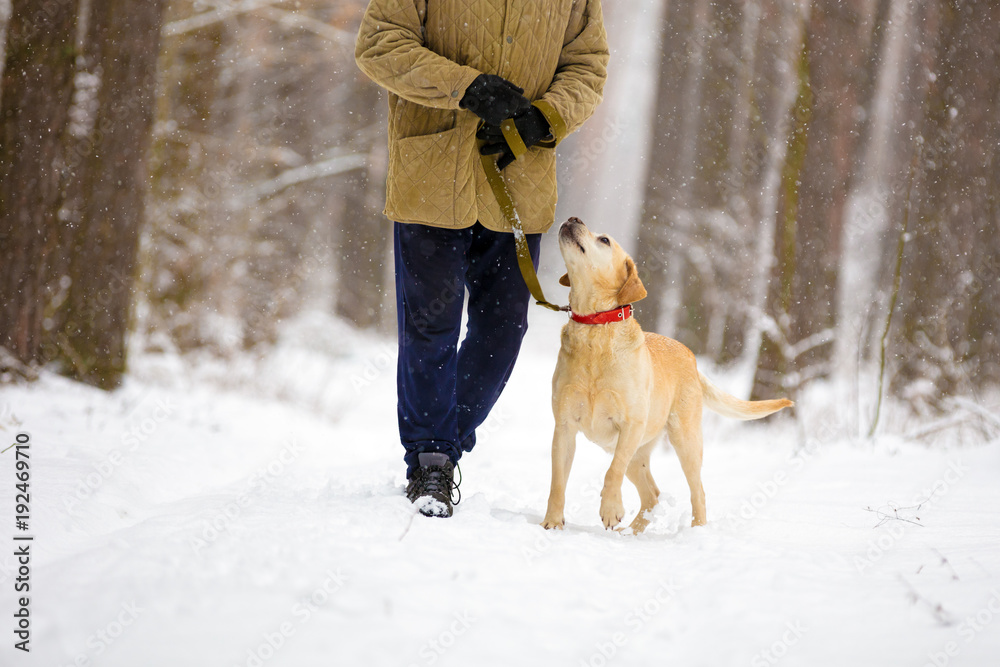 Man with dog on a leash walks in snowy forest in winter Man with dog on a leash walks in snowy forest in winter