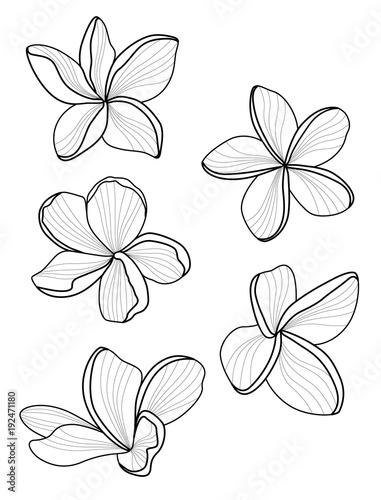 vector line flower. Plumeria. Romantic illustration. Natural design womans day. logo woman's day