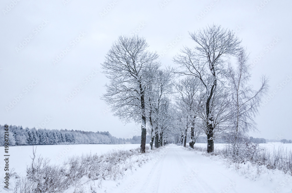 WINTER - Fields and road covered with snow WINTER - Fields and road covered with snow