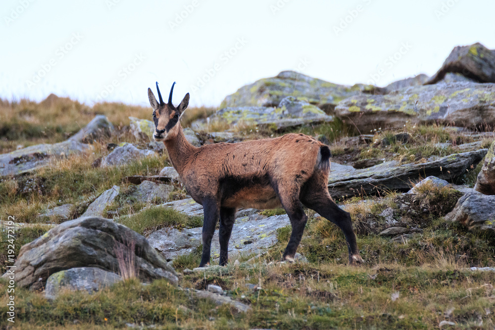 Camoscio (Rupicapra rupicapra) in Valnontey, nel Parco Nazionale del Gran Paradiso Camoscio (Rupicapra rupicapra) in Valnontey, nel Parco Nazionale del Gran Paradiso